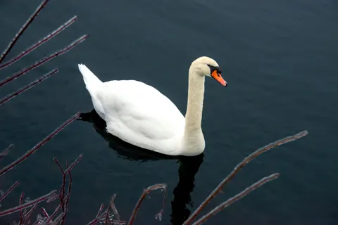 Elegant Swan 4K Wallpaper · birds · 3840×2563