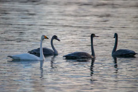 Elegant Swan 4K Wallpaper · birds · 3840×2560