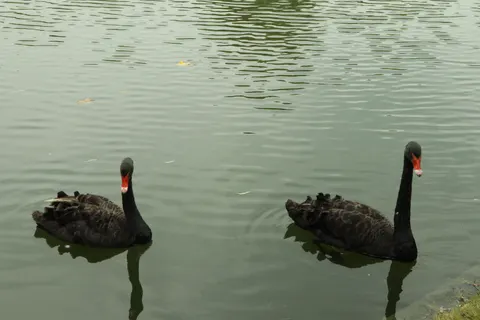 والپیپر قوی زیبا با کیفیت 4K · birds · 3840×2560