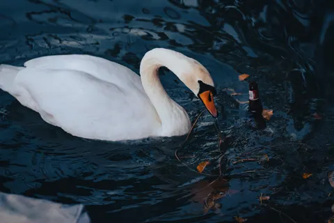 Elegant Swan 4K Wallpaper · birds · 3840×2561