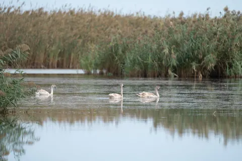 Elegant Swan 4K Wallpaper · birds · 3840×2560