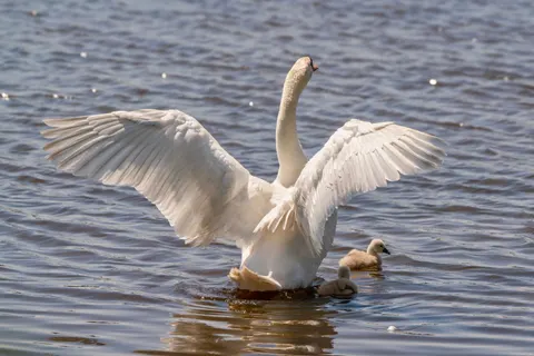 Elegant Swan 4K Wallpaper · birds · 3840×2561
