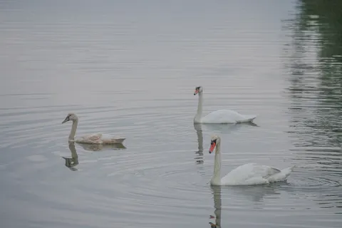 Elegant Swan 4K Wallpaper · birds · 3840×2561
