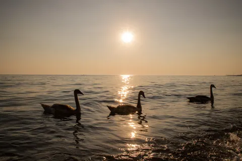 Elegant Swan 4K Wallpaper · birds · 3840×2560