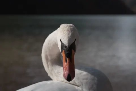 Elegant Swan 4K Wallpaper · birds · 3840×2561