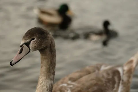 Elegant Swan 4K Wallpaper · birds · 3840×2560