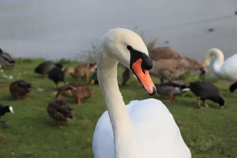 Elegant Swan 4K Wallpaper · birds · 3840×2560