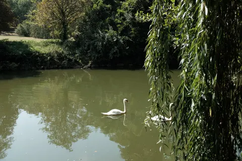 Elegant Swan 4K Wallpaper · birds · 3840×2560