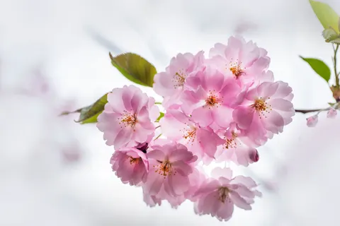 Fond d'écran Fleur de cerisier 4K · nature · 3840×2563