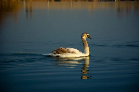 Elegant Swan 4K Wallpaper · birds · 3840×2560