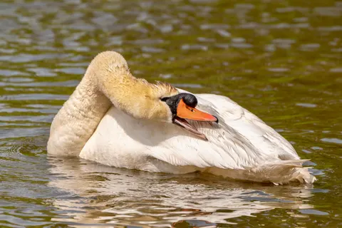 Elegant Swan 4K Wallpaper · birds · 3840×2561