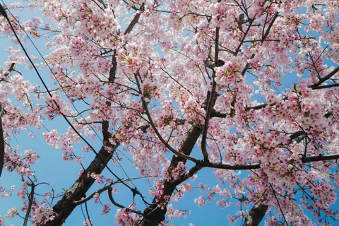 Fondo de pantalla Flor de cerezo 4K · nature · 3840×2562