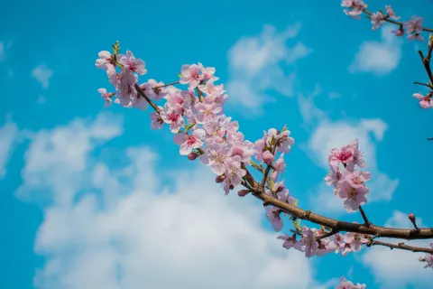 خلفية أزهار الكرز بدقة 4K · nature · 3840×2560