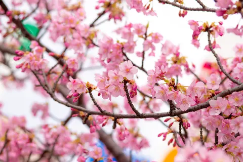 Kirschblüte 4K Hintergrundbild · nature · 3840×2560