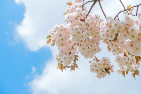 Cherry Blossom 4K Wallpaper · nature · 3840×2560