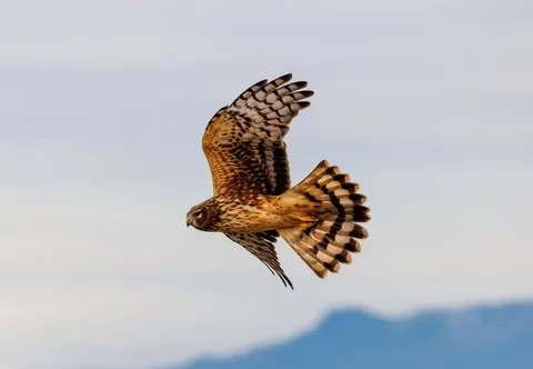Sfondo Aquila 4K · animals · 3840×2657
