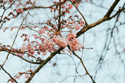 خلفية أزهار الكرز بدقة 4K · nature · 3840×2563