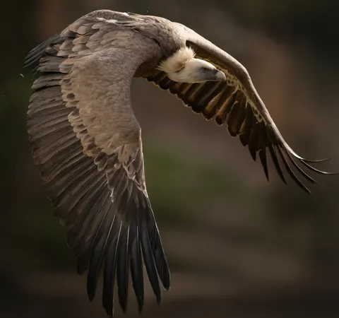 والپیپر عقاب با کیفیت 4K · animals · 3840×3598