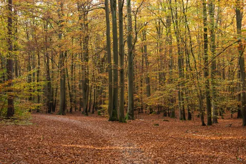 Autumn Forest Path 4K Wallpaper · autumn · 3840×2560