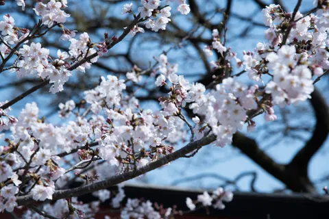 Kirschblüte 4K Hintergrundbild · nature · 3840×2563