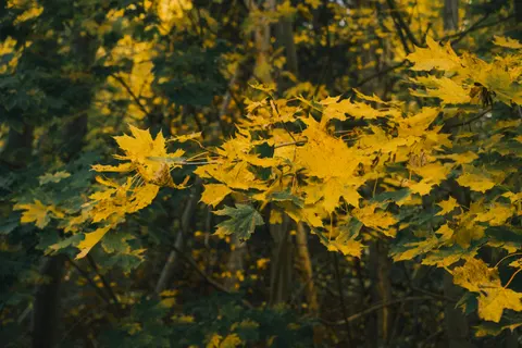 Autumn Forest Path 4K Wallpaper · autumn · 3840×2560