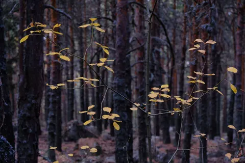 Autumn Forest Path 4K Wallpaper · autumn · 3840×2560