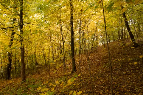 Autumn Forest Path 4K Wallpaper · autumn · 3840×2560