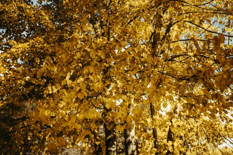 Autumn Forest Path 4K Wallpaper · autumn · 3840×2560