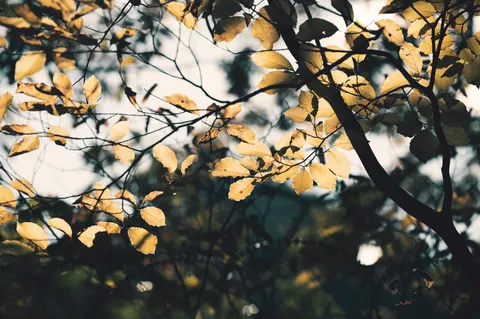 Herbstlicher Waldweg 4K Hintergrundbild · autumn · 3840×2552