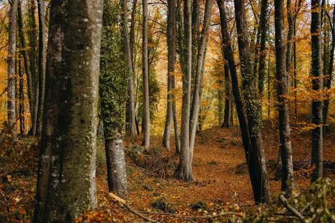Herbstlicher Waldweg 4K Hintergrundbild · autumn · 3840×2560