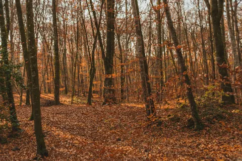 Autumn Forest Path 4K Wallpaper · autumn · 3840×2560
