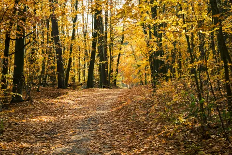 Autumn Forest Path 4K Wallpaper · autumn · 3840×2560