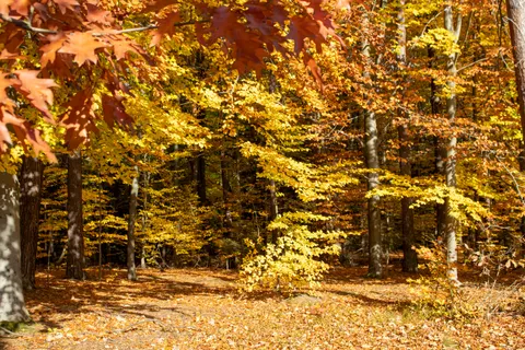 Autumn Forest Path 4K Wallpaper · autumn · 3840×2560