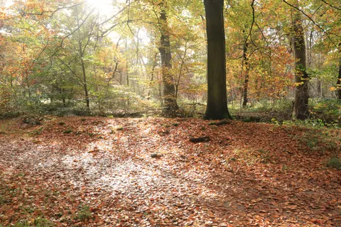 Autumn Forest Path 4K Wallpaper · autumn · 3840×2560