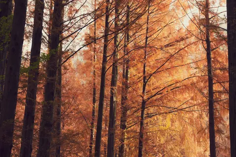 पतझड़ का वन पथ 4K वॉलपेपर · autumn · 3840×2552