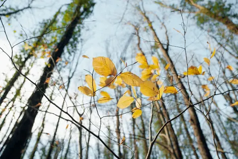 Autumn Forest Path 4K Wallpaper · autumn · 3840×2560