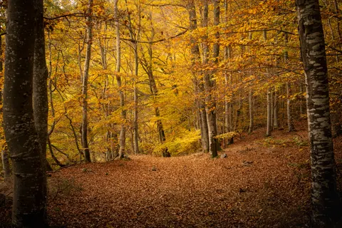 Autumn Forest Path 4K Wallpaper · autumn · 3840×2560