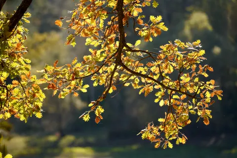 Autumn Forest Path 4K Wallpaper · autumn · 3840×2560