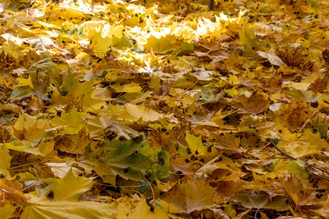 Autumn Forest Path 4K Wallpaper · autumn · 3840×2560