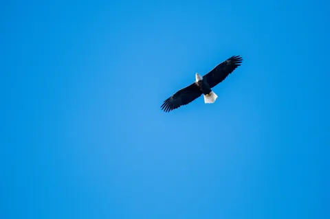 Eagle 4K Wallpaper · animals · 3840×2555