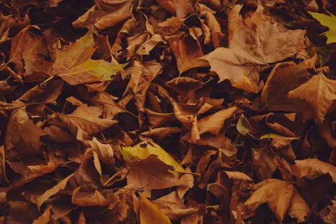 Autumn Forest Path 4K Wallpaper · autumn · 3840×2560