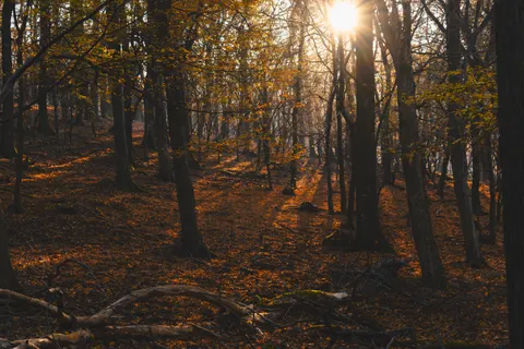 Autumn Forest Path 4K Wallpaper · autumn · 3840×2560