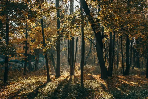 Autumn Forest Path 4K Wallpaper · autumn · 3840×2560