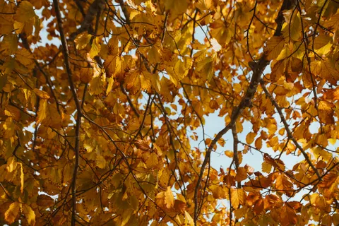 Autumn Forest Path 4K Wallpaper · autumn · 3840×2560