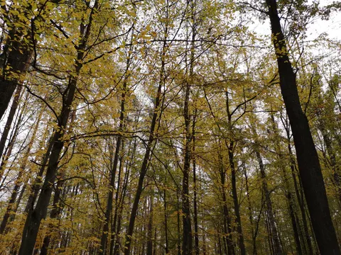 خلفية درب الغابة الخريفي بدقة 4K · autumn · 3840×2880