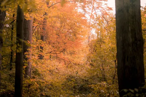 Autumn Forest Path 4K Wallpaper · autumn · 3840×2560