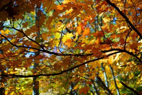 Autumn Forest Path 4K Wallpaper · autumn · 3840×2560