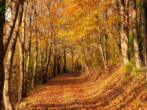 Autumn Forest Path 4K Wallpaper · autumn · 3840×2887