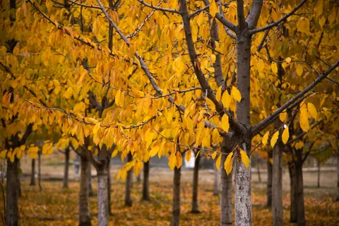 Autumn Forest Path 4K Wallpaper · autumn · 3840×2563