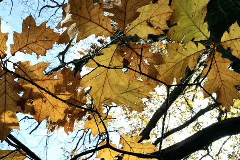 Papel de parede Trilha de outono 4K · autumn · 3840×2560